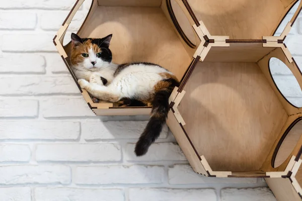 A tricolor cat rests on hexagonal shelves. A play complex for cats