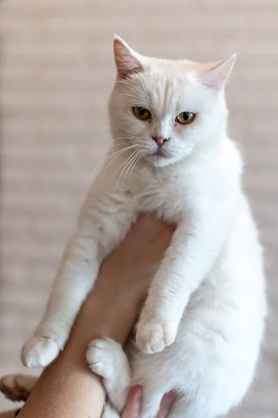 Портрет Ангорської Кішки Білий Милий Кіт Руках Чоловіка — стокове фото