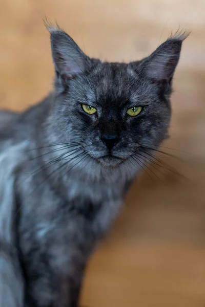Retrato Grande Maine Coon Cat — Fotografia de Stock