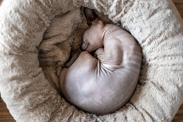 A Sphynx cat is sleeping on a cat bed