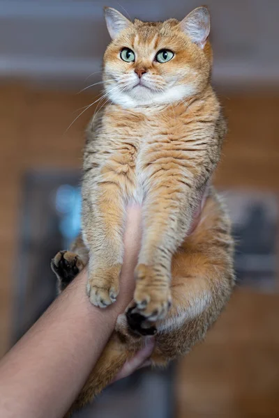 Портрет Британского Короткошерстного Кота Золотая Шиншилла Симпатичная Кошка Объятиях Мужчины — стоковое фото