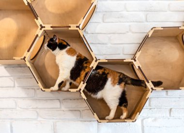 Kedi oyun kompleksinin etrafında üç renkli bir kedi dolaşıyor.