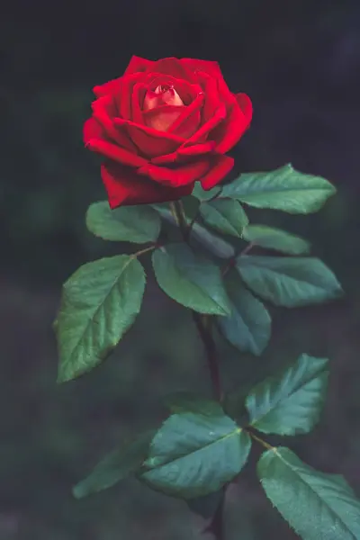Floare Roșie Trandafir Fundal Întunecat Fundal Floral Carte Poștală — Fotografie, imagine de stoc