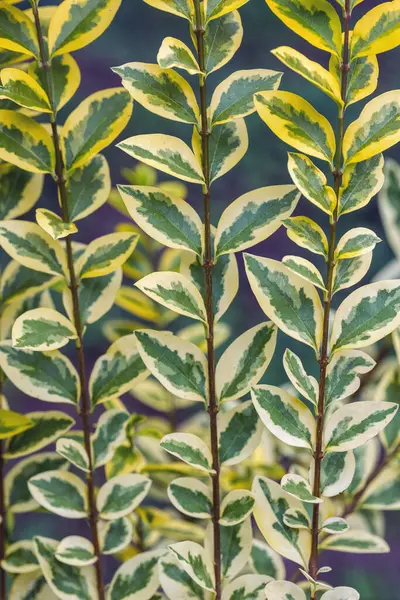 Vertical plant background. Bush - ligustrum