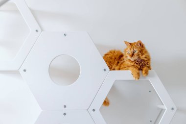 Beyaz ahşap kedi mobilyalarının üzerinde tatlı kırmızı bir kedi yatıyor.