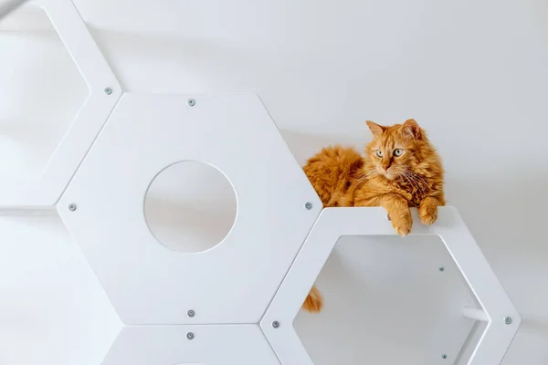 Beyaz ahşap kedi mobilyalarının üzerinde tatlı kırmızı bir kedi yatıyor.