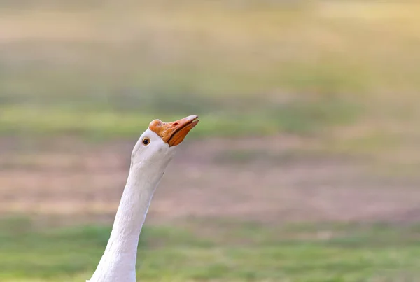 Portrait Goose Blurred Background Place Text — Stock Photo, Image
