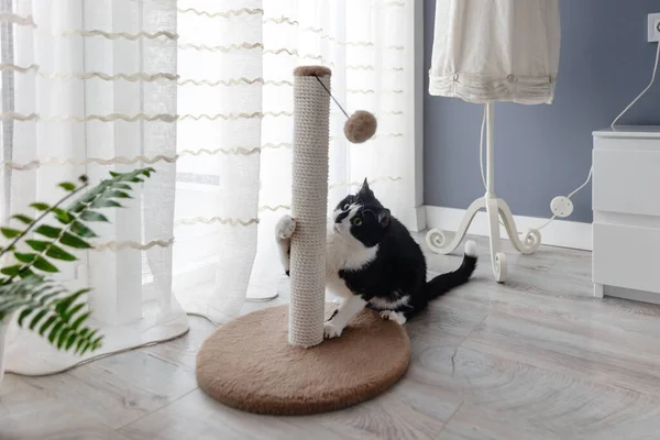 A black and white cat plays with a ball on a scratching post near the window