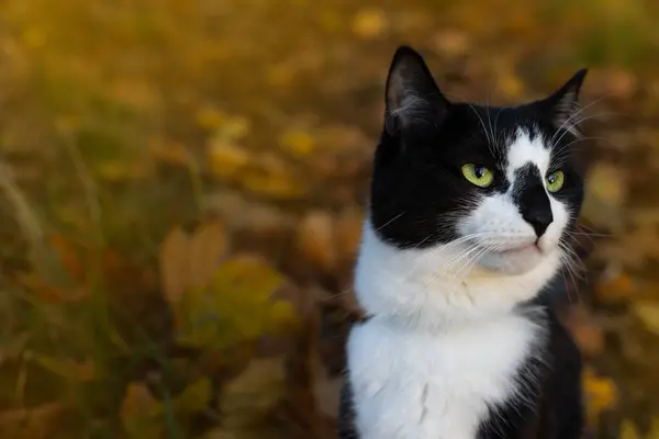秋の背景にある黒と白の猫の肖像 — ストック写真