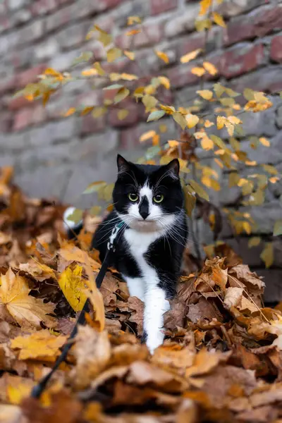Kara beyaz bir kedi, yıkılmış ağaç yaprakları üzerinde yürüyor tuğla bir duvarın yanında.