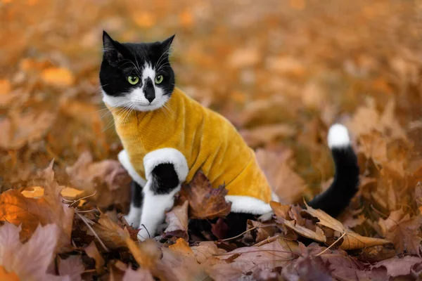 Retrato Gato Preto Branco Roupas Amarelas Fundo Outono — Fotografia de Stock