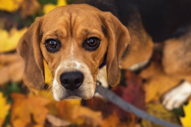 Sonbahar arka planında tasmalı bir av köpeği portresi. Üst Manzara. Seçici odak