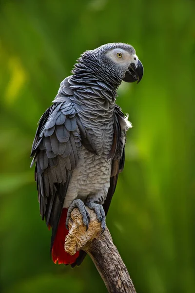 Gray parrot Jaco sits on a branch on a green background
