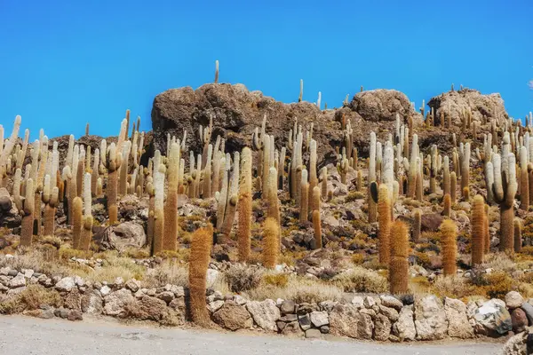 Isla Cactus Salar Uyuni Bolivia — Foto de Stock