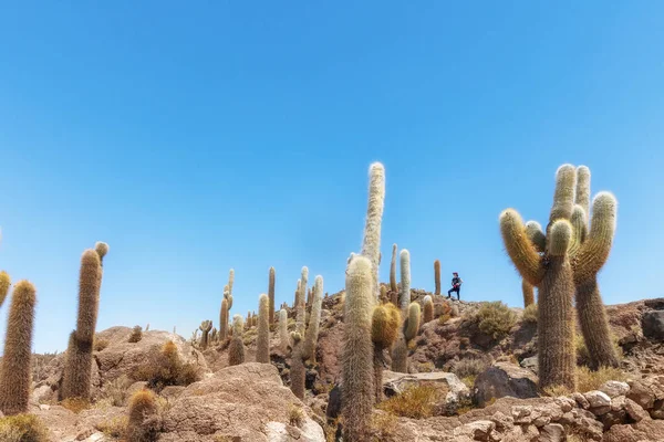 Isla Cactus Salar Uyuni Bolivia Turista Femenina Para Cerca Grandes — Foto de Stock