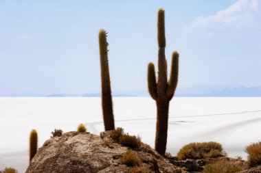 Salar de Uyuni, Bolivya 'daki Kaktüs Adası