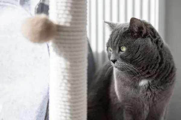 A British cat stands by the cat scratcher and looks away