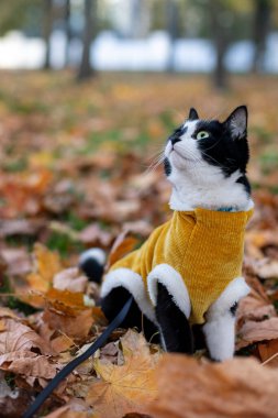 Sarı kazaklı siyah beyaz bir kedi sonbahar parkında oturur ve kafasını kaldırır.