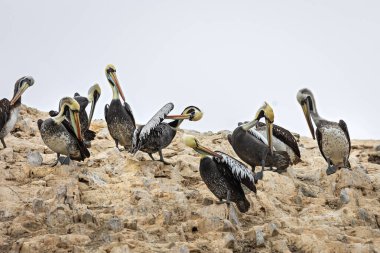 Ballestas (Paracas) adasında bir grup pelikan. Peru.