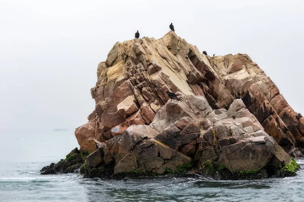 Hindi akbabaları kayalarda oturur. Ballestas Adaları (Paracas). Peru.