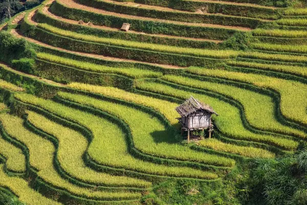 Rice Terraces Cang Chai Vietnam — Stock Photo, Image