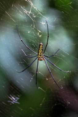 Nephila pilipes, altın küre ağ örümceğinin bir türüdür.. 