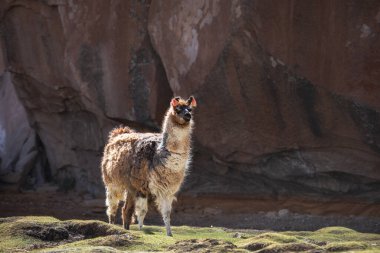 Lama taştan vadide duruyor. Bolivya 'da. Uyuni Altiplano