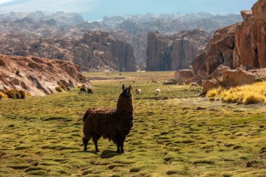 Taşlar Vadisi 'nde lambalar. Villamar Malcu.Altiplano.Bolivya..