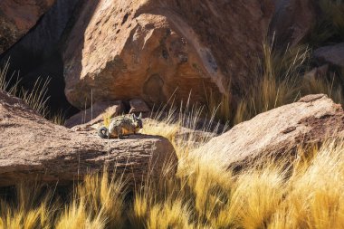  Viscacha taştan vadide bir taşın üzerinde oturuyor. Altiplano. Bolivya 'da. Villamar Mallcu
