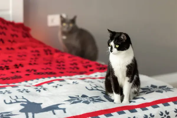 Yatak odasındaki yatağa siyah beyaz bir kedi oturur ve başka yere bakar..