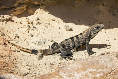 Kum taşları üzerinde siyah iguana. Cancun. Meksika