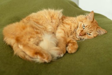 Yeşil bir battaniyenin üzerinde tatlı kırmızı bir kedi yatıyor.