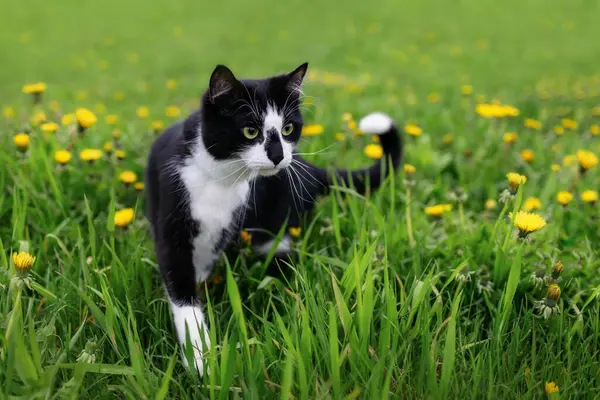 Sarı karahindiba ile yeşil çimlerin üzerinde yürüyen siyah beyaz bir kedi..