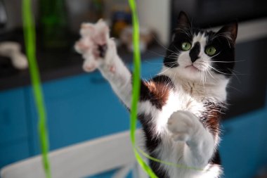 Pençeleri kalkık siyah beyaz bir kedi. Kedi oyun oynuyor. Seçici odak