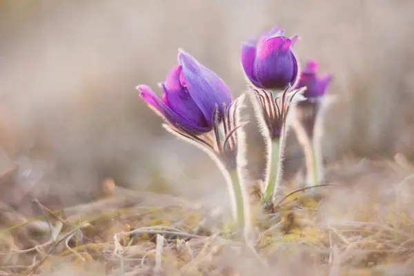 Flowers Dream Grass Pulsatilla Patens Sunrise Soft Focus — Stock Photo, Image