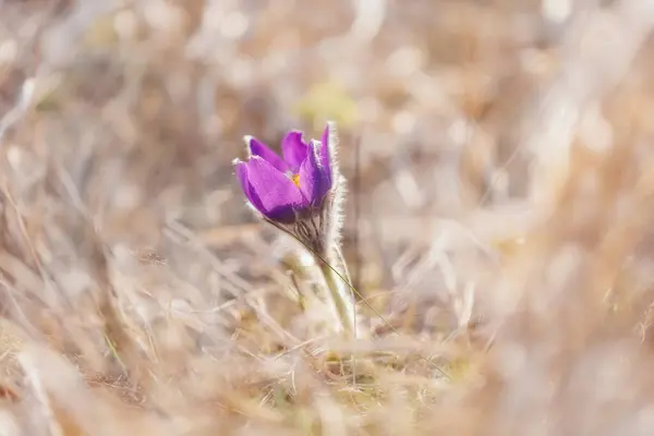 Flowers Dream Grass Pulsatilla Patens Blurred Background Selective Focus — Stock Photo, Image