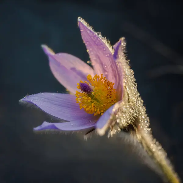 Flower Dream Grass Pulsatilla Patens Close Dark Background — Stock Photo, Image