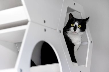 Duvardaki beyaz mobilyaların üzerinde oturan siyah beyaz bir kedinin portresi