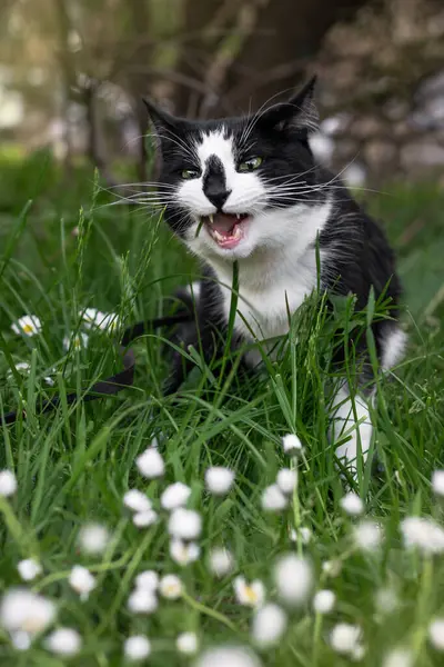 A black and white cat with an open mouth on a green lawn with white flowers