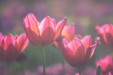 Çiçeklerin arka planı. Pembe lalelerin arka planı. Yumuşak odak