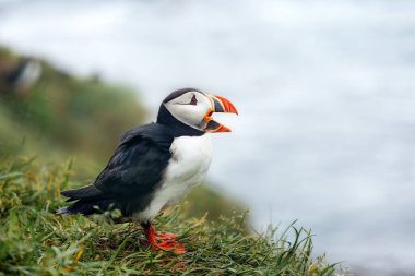 Açık gagalı bir martı kuşu denizin arka planına karşı bir tepenin üzerinde duruyor. İzlanda