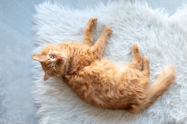 Kedi tüylü beyaz bir halıda yatıyor. Yukarıdan bak.