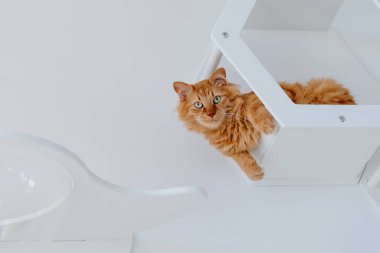 Kırmızı bir kedi beyaz bir raftan bakar. Kediler için mobilya