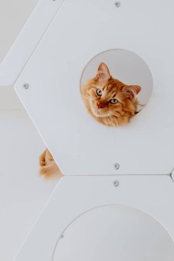 Kırmızı bir kedi yuvarlak bir delikten dışarı bakar.