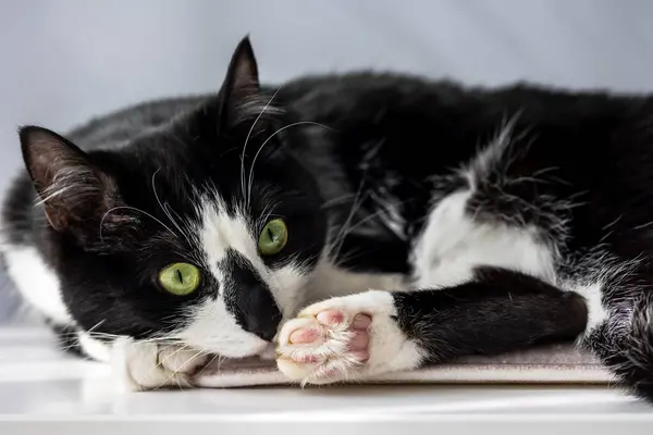 Portrait Black White Cat Lying Close Stock Picture
