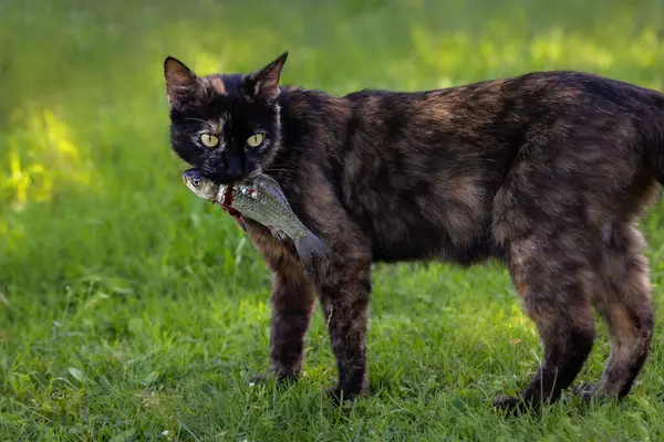 A cat holds a fish in its mouth on a green blurred background