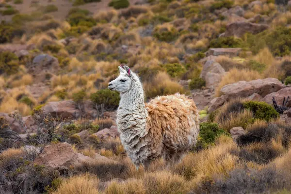 Llama Standing Field Grass Rocks Royalty Free Stock Images