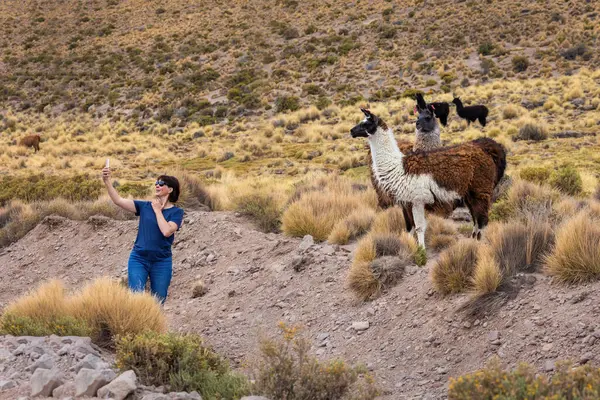 Woman Takes Selfie Background Llamas Stock Image