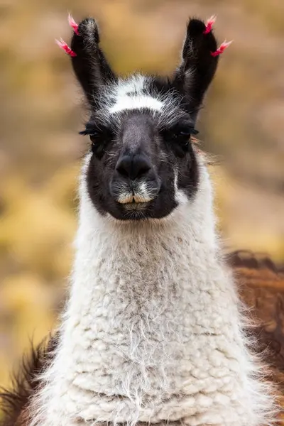 Portrait Llama Black Face Blurred Background Stock Photo