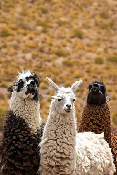 Three Different Llamas Blurred Background Stock Picture